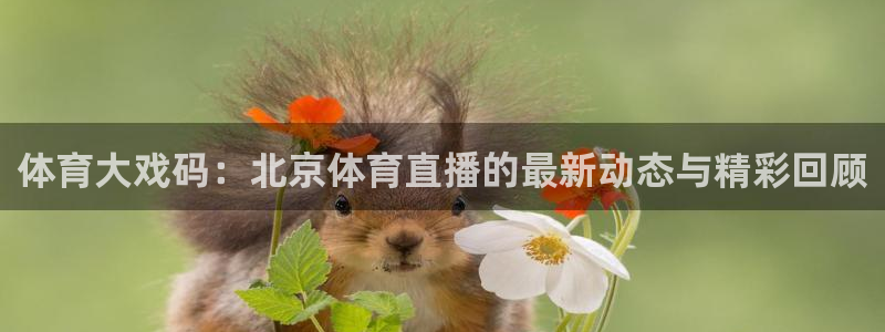 乐球直播nba免费观看高清版下载