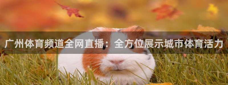 乐球直播免费体育直播足球